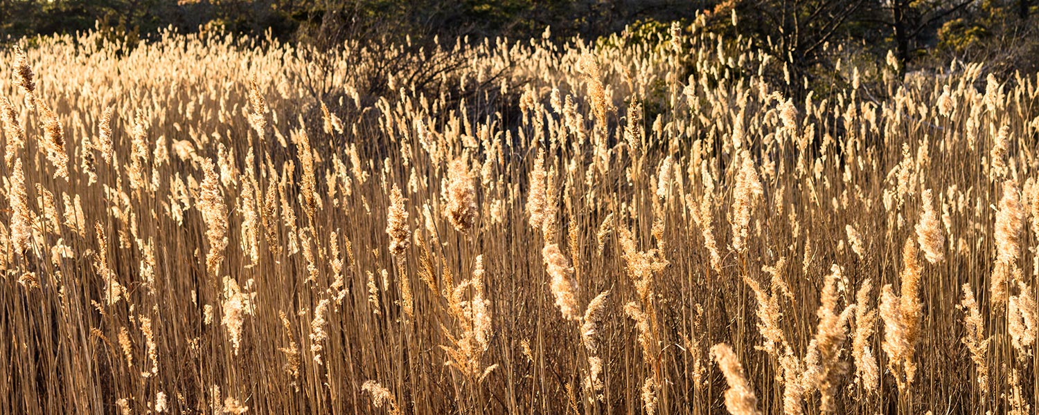 How to Deal with Reed Bed Disposal